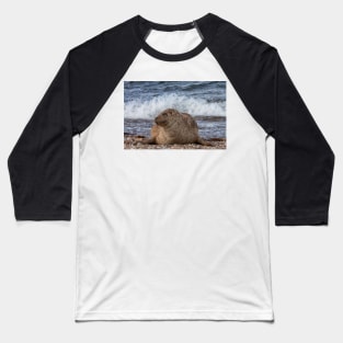 A common seal at Portgordon Scotland Baseball T-Shirt